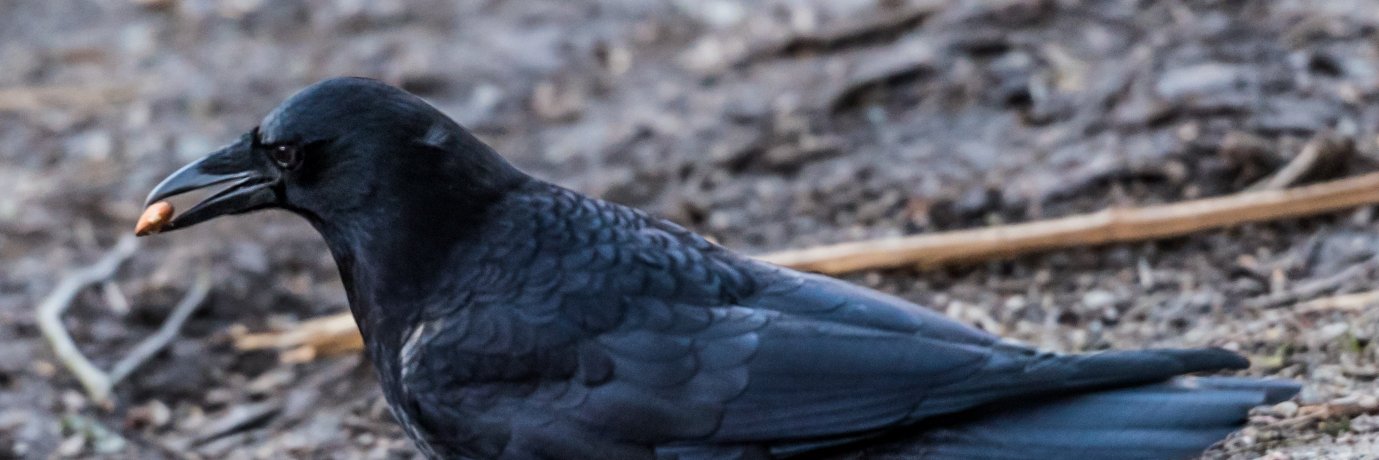 erik_zennstrom's profile banner image