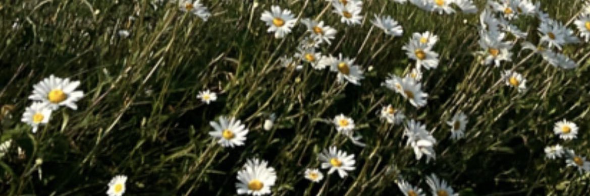 phatmantra's profile banner image