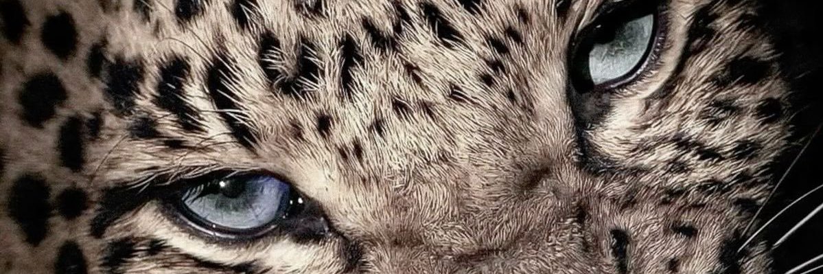 DaleyRachael's profile banner image