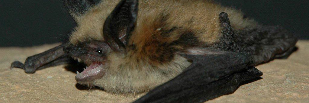 Mercy the Bat banner