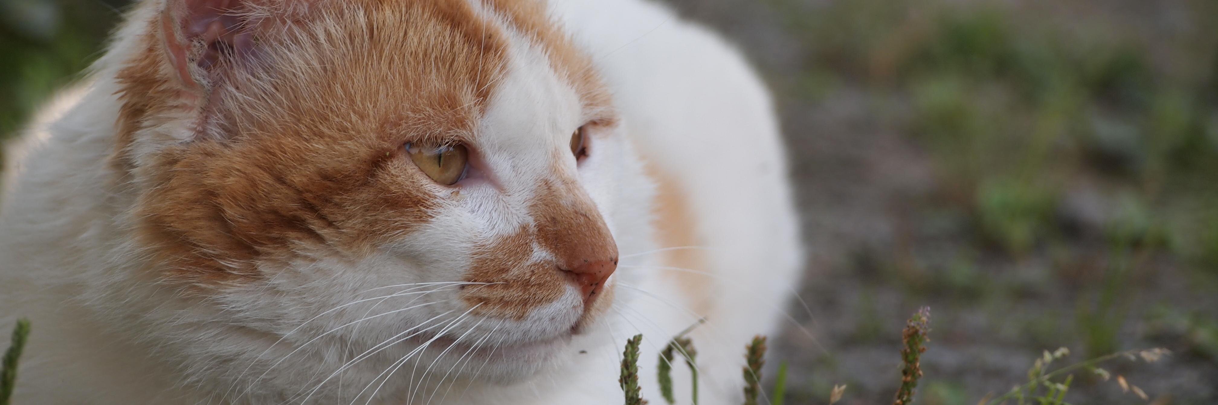 olive884's profile banner image