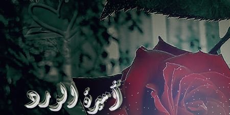 أميرة الورد banner