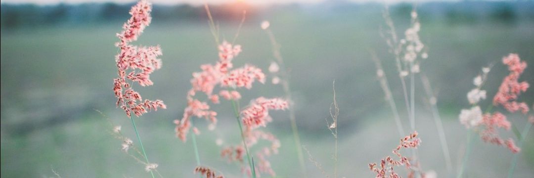 Danialejandrasp's profile banner image