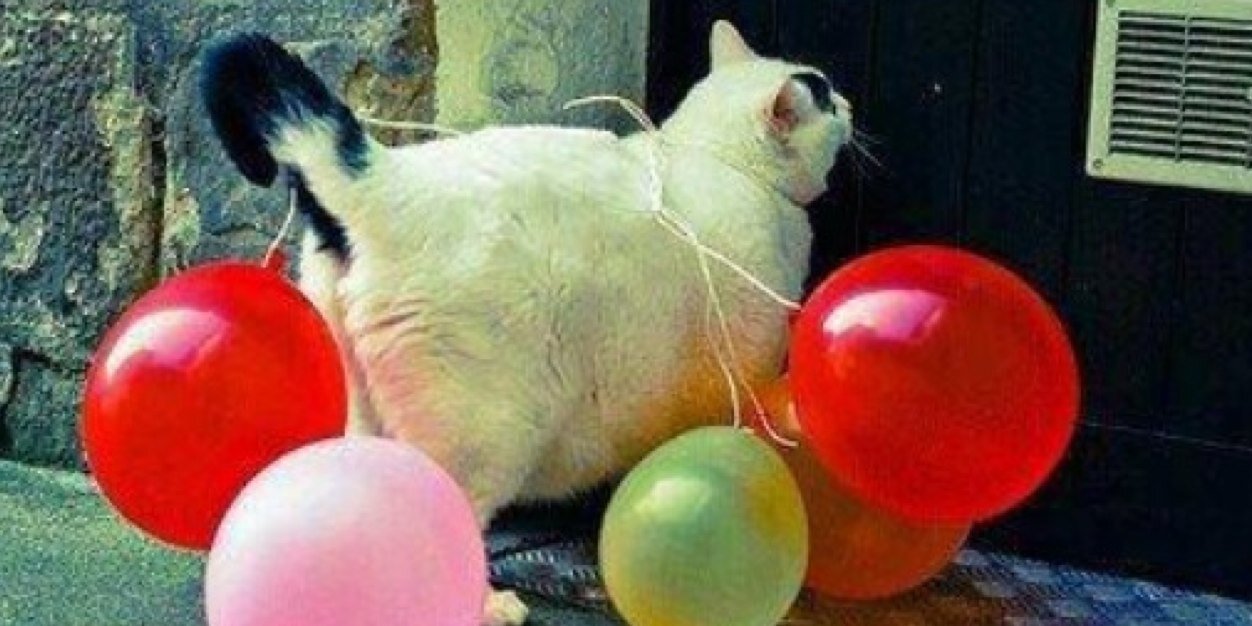 mals_meows's profile banner image
