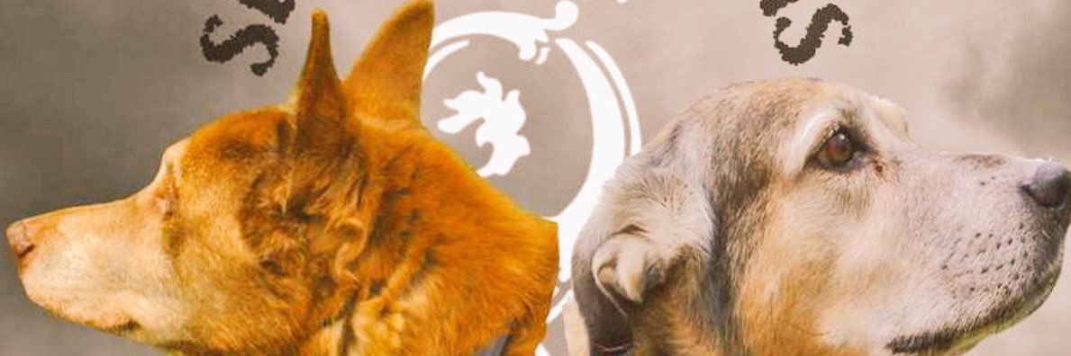 ckizildag's profile banner image