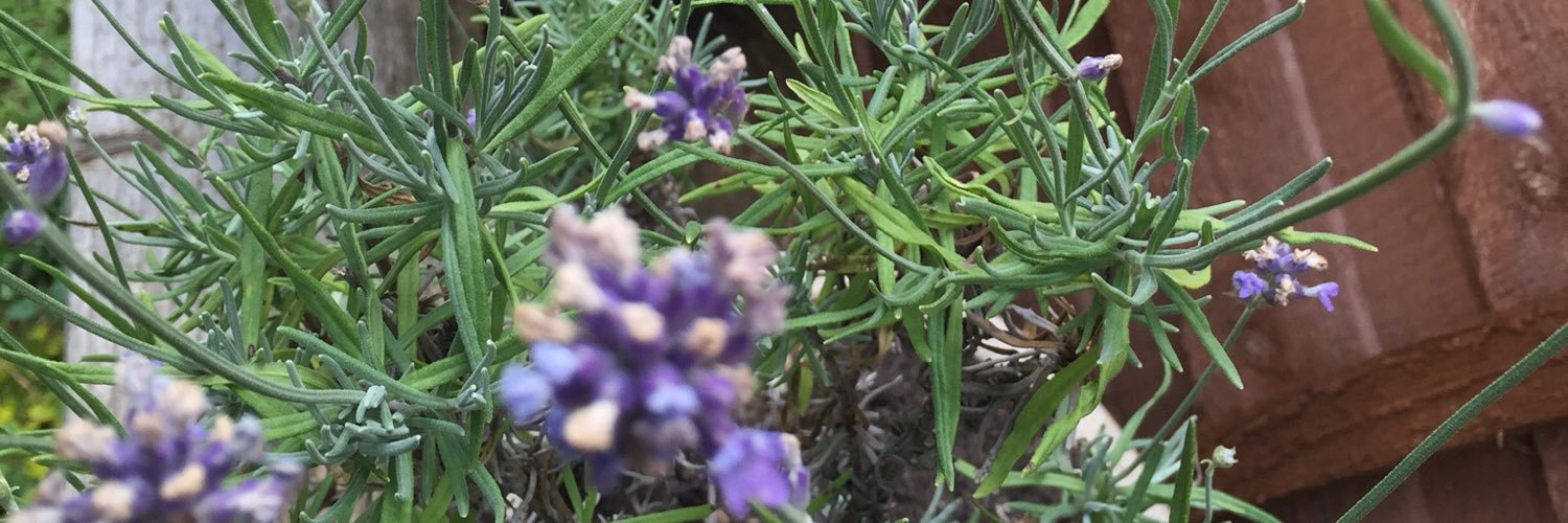 springtime_j's profile banner image