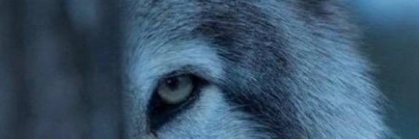adrenalin561's profile banner image
