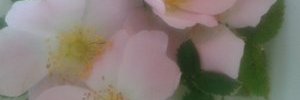 Latitertia's profile banner image