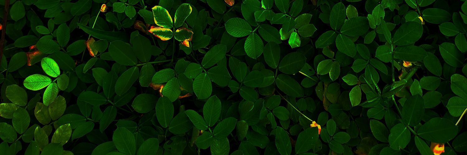 wen_lien_ing's profile banner image
