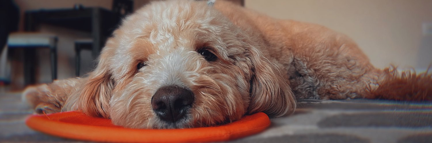 Danielle Sanchez banner