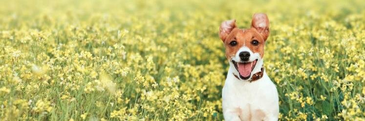 WetNosesWelcome banner