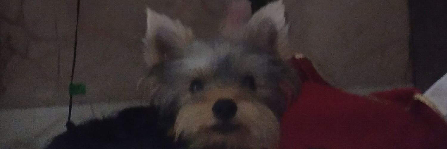 irispenafort's profile banner image