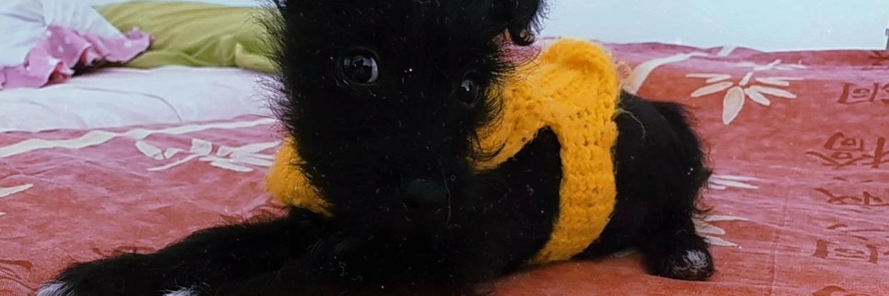 FioOliver's profile banner image