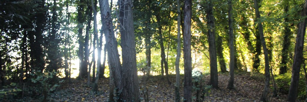 CarbonAcademy's profile banner image