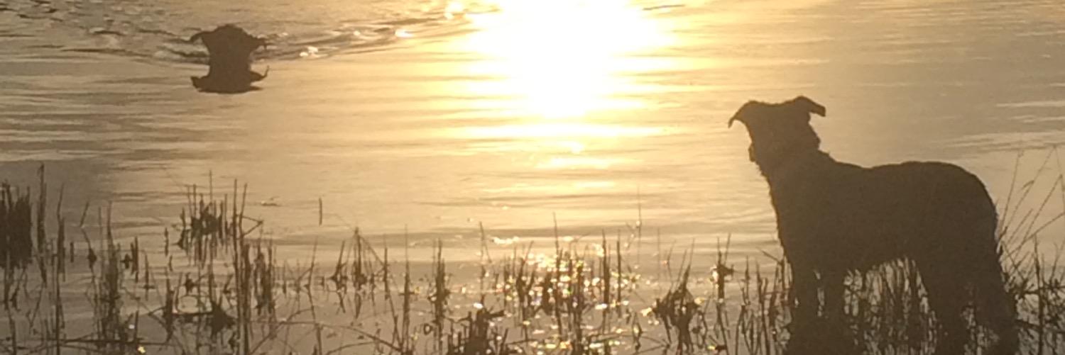 WalkNRollOver's profile banner image
