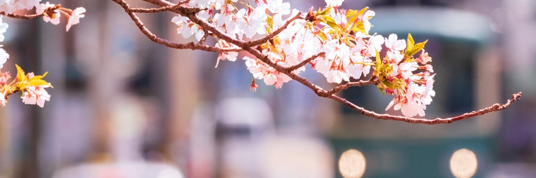 SummrNatu's profile banner image