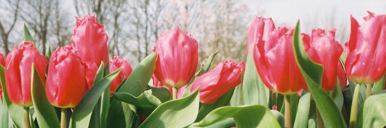 uglyflowers's profile banner image
