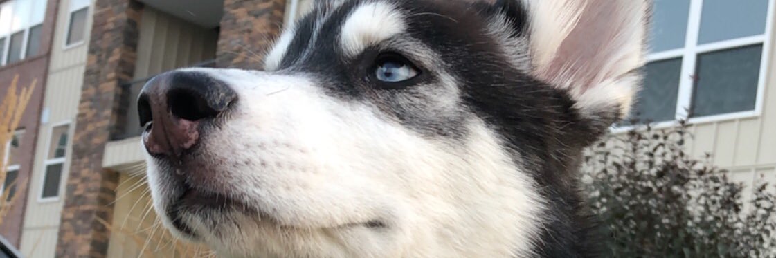 MitchWebster2's profile banner image