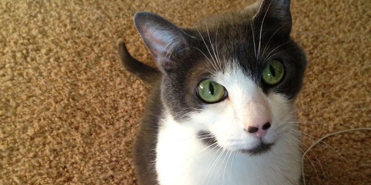 MEOWwetalkinxo's profile banner image