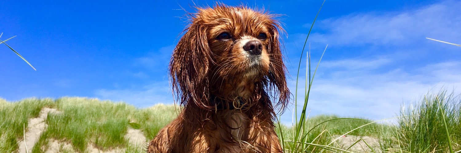 Sam Huntingdon banner