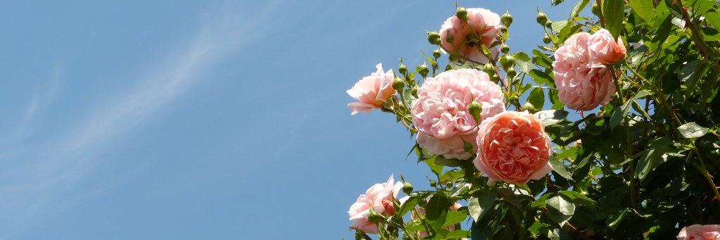 KSato banner