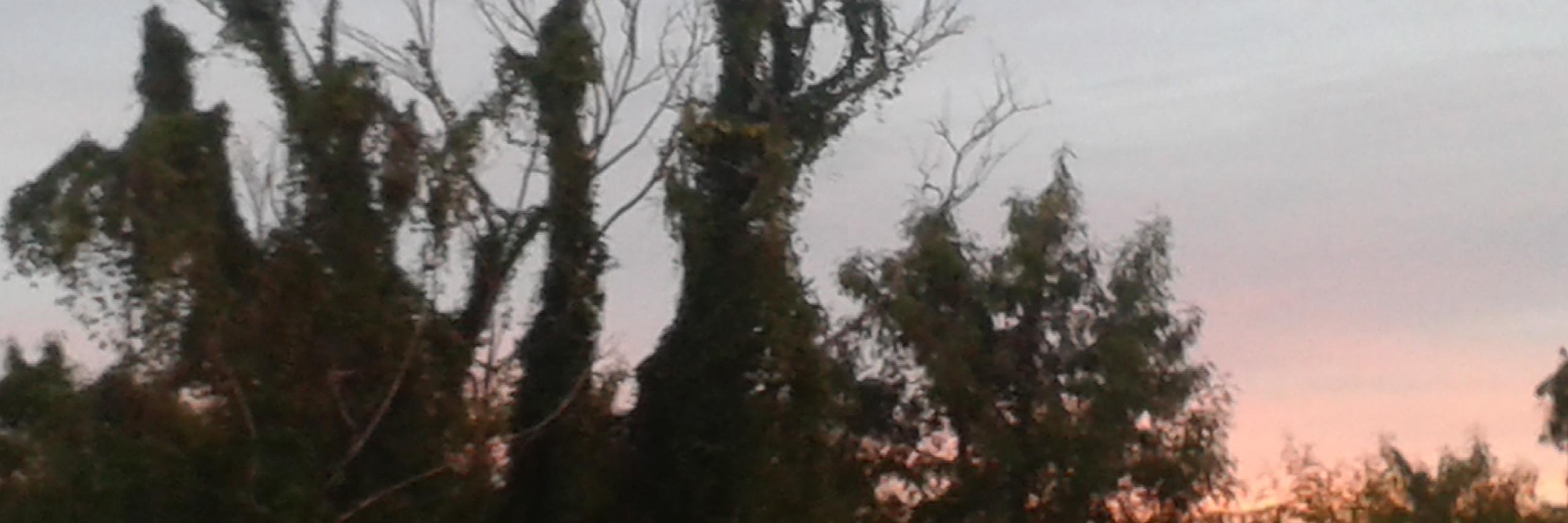 extremelyCrispy🍀 banner