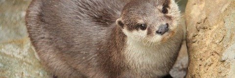 さとぽん(ぬ) banner