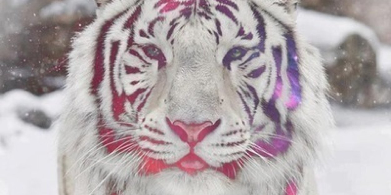 MinouWelleweerd's profile banner image