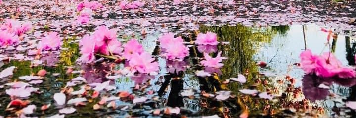 Katie Koteskey banner