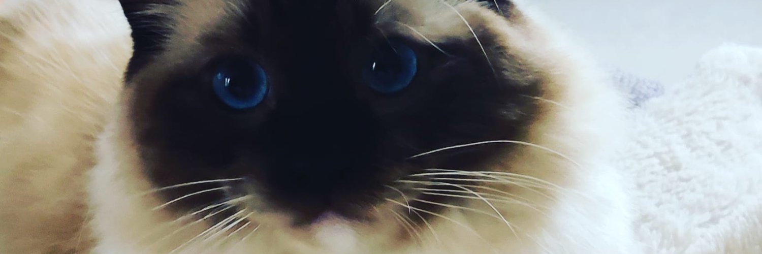 frylisa01's profile banner image