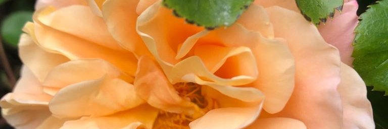 madevasat's profile banner image