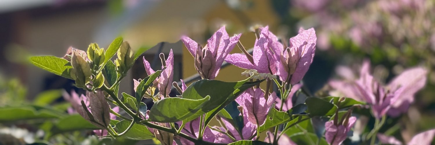raybecray's profile banner image