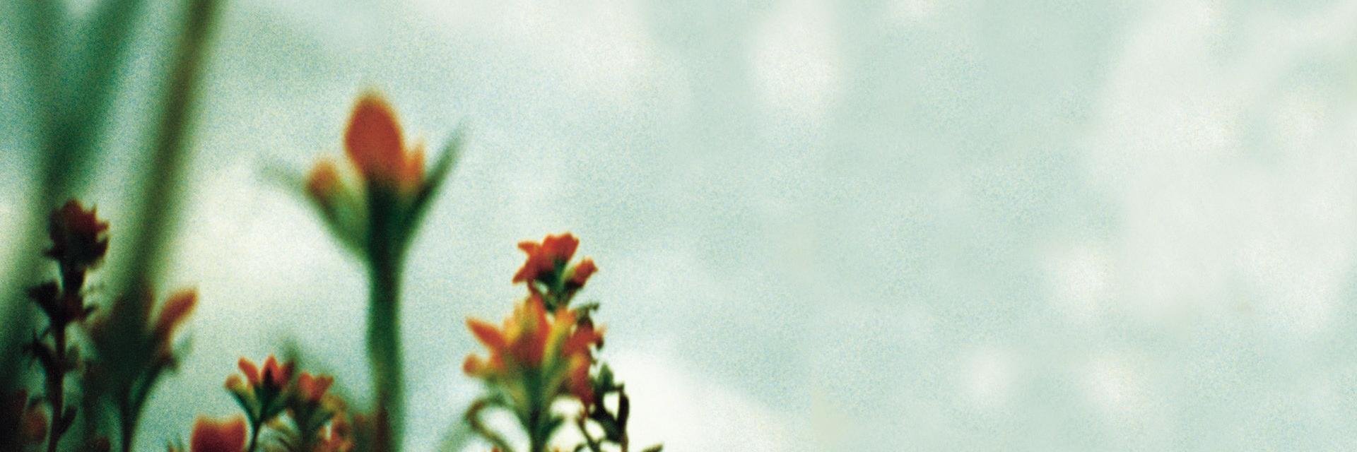 DanielaVoto's profile banner image