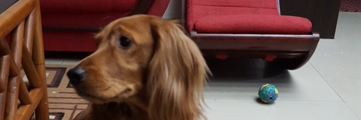 pryshrvstv's profile banner image