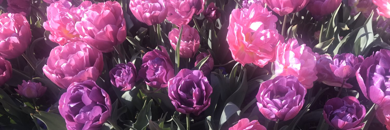 rosaliaf's profile banner image