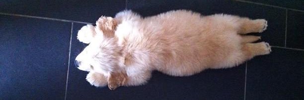 TheNewGhoshal's profile banner image