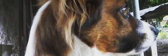 EdilaineDi's profile banner image