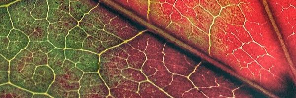 AdrianoTardoque's profile banner image