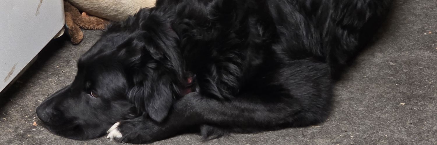 hoobey's profile banner image