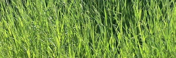 AmandaHatherly Profile Banner