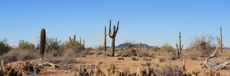 #1 captain beefheart fan banner