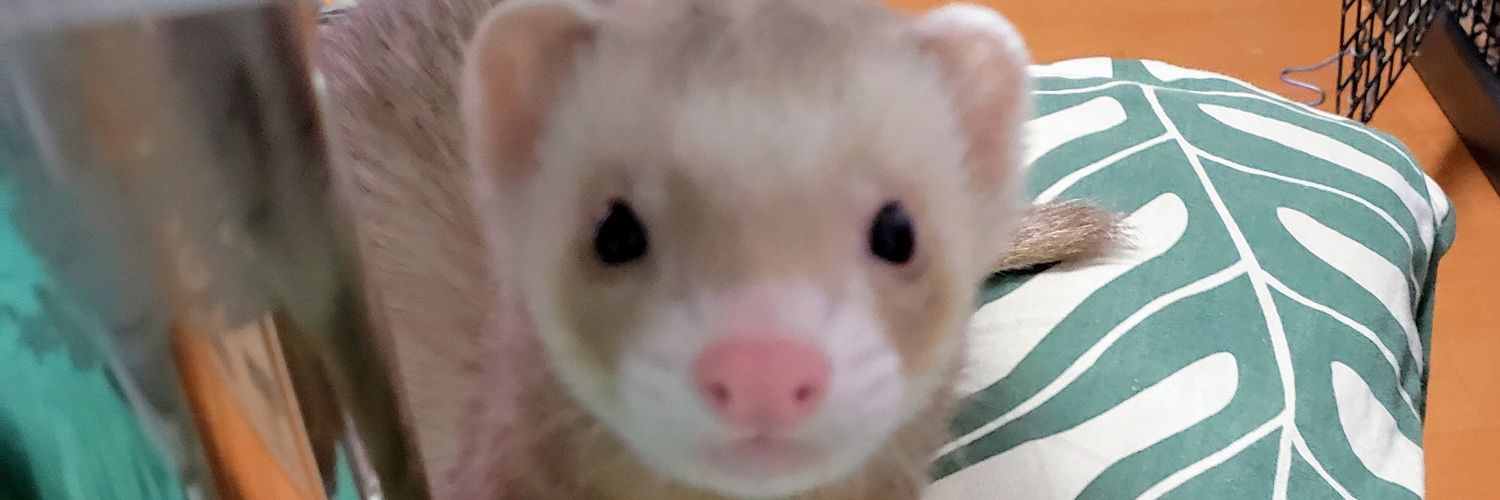 marupanda's profile banner image
