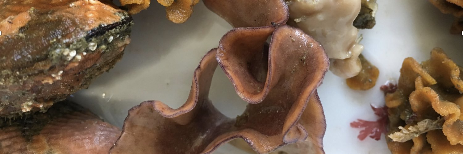 Andrea Waeschenbach banner