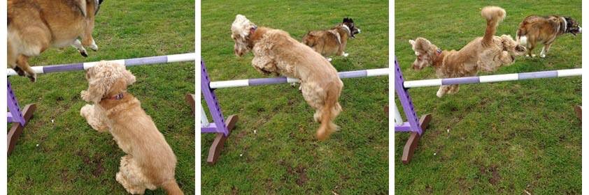 Reu the Cocker banner