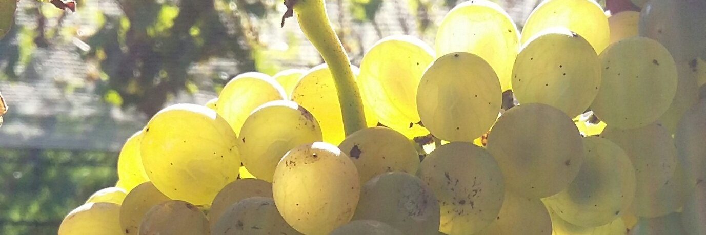 Oliver Styles banner