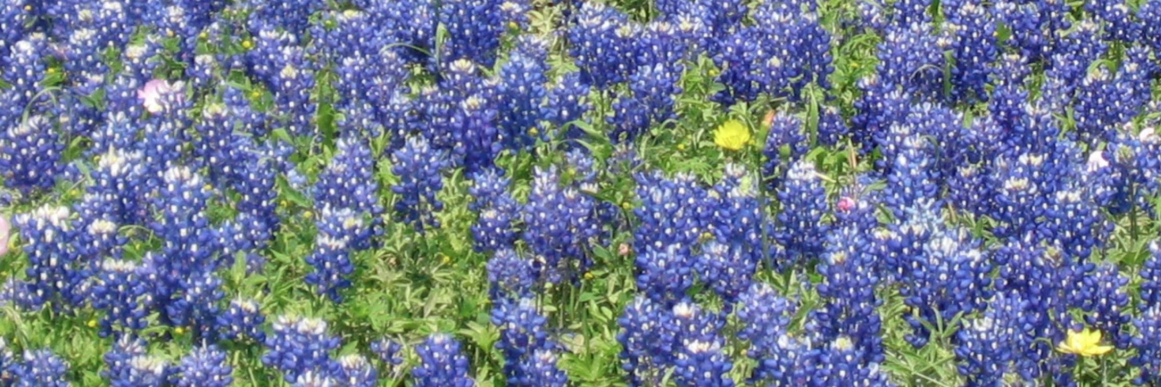 TexasOncer's profile banner image