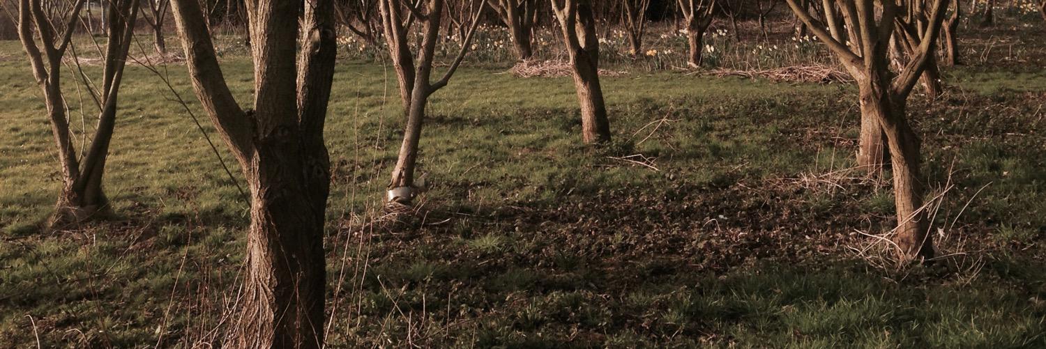 loopylornaz's profile banner image