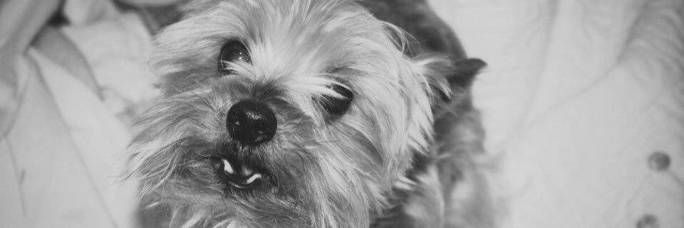 RaquelRosello's profile banner image