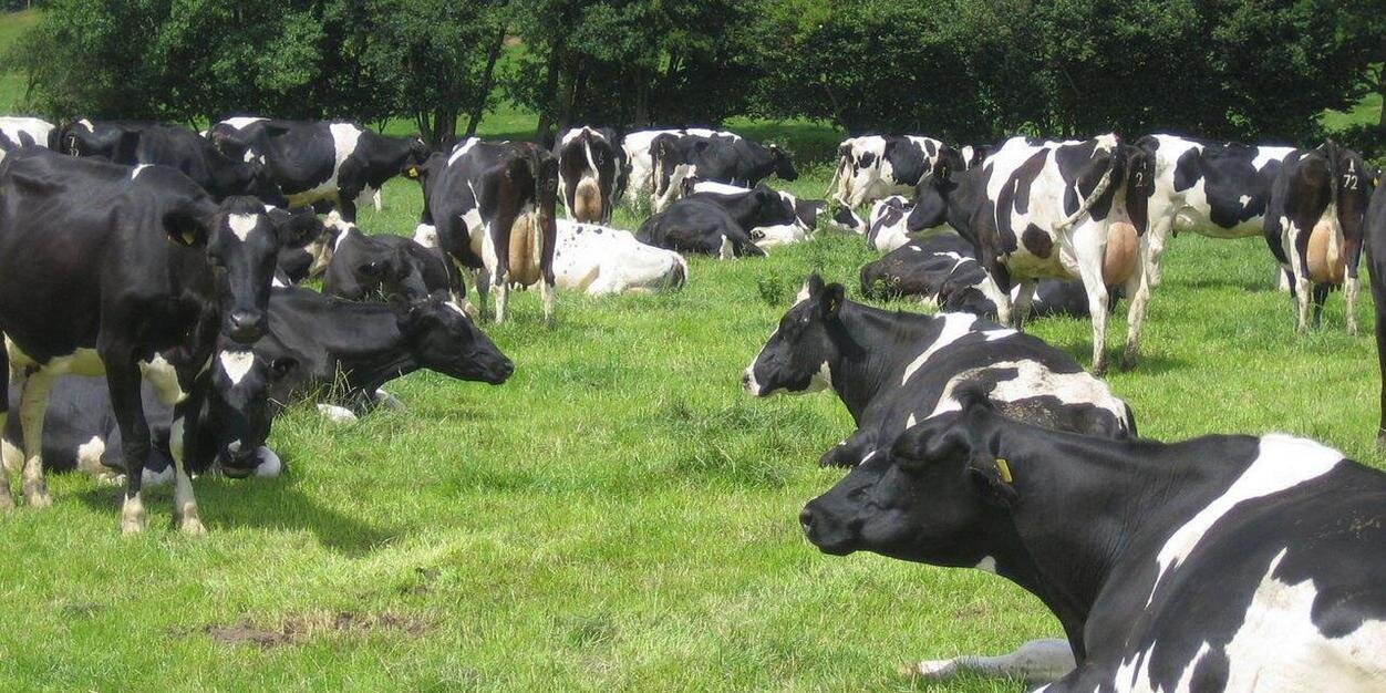 Richard Webster banner