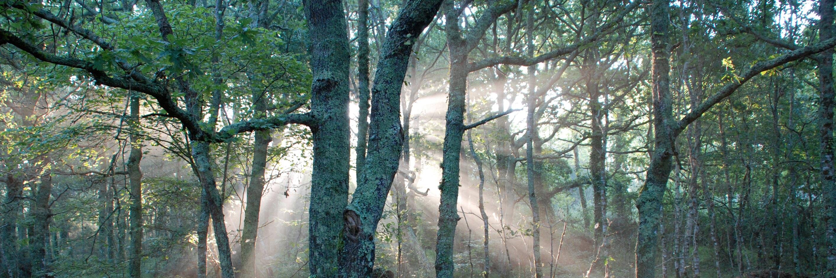 AttackingLeaves's profile banner image